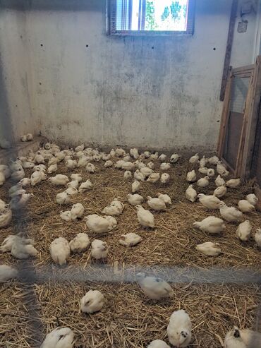Digər quşlar: 📍 Öz təsərrüfatımda bəslədiyim təmiz və sağlam bildirçinlər satılır. 🐤