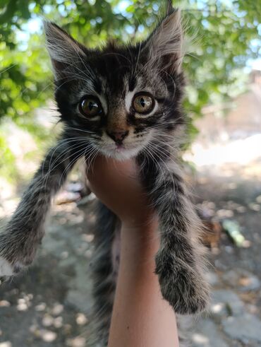 черепаховая кошка цена: Кошки