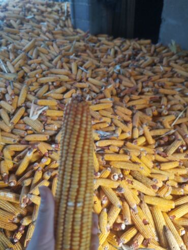 С/х животные и товары: Продаю кукурузу сорт Манас с качанами 


Комбикорм