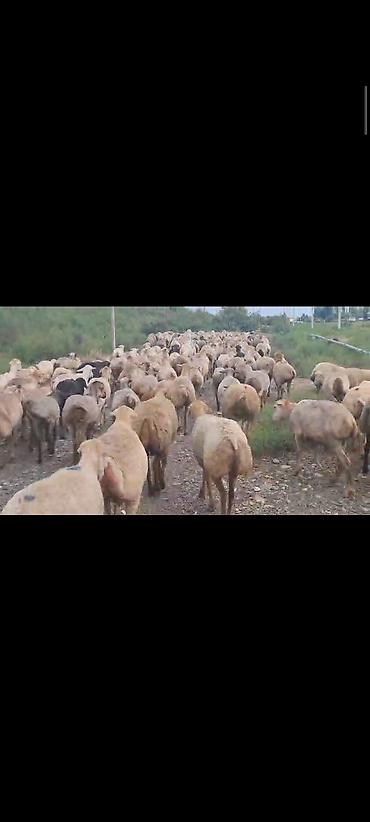 Mal-qara: Dişi, il: 1, 60 kq, Damazlıq, Ünvandan götürmə — 8