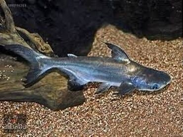 balıq akvarum: Pangasius köpəkbalığı. Digər balıqlara qarşı aqressiv deyil, rahat