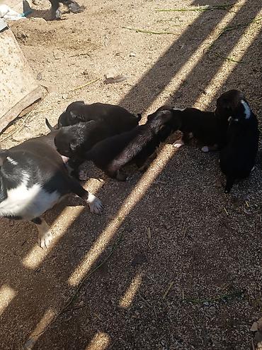 İtlər: Zvanok it balaları — 7