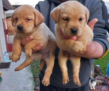 Psi: Labrador štenci na prodaju u žutoj i crnoj boji, oba pola u ponudi na lalafo.rs — 1 Psi: Labrador štenci na prodaju u žutoj i crnoj boji, oba pola u ponudi — 1