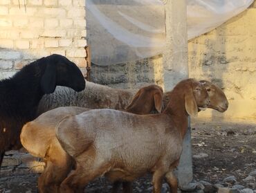 Бараны, овцы: Продаю | Овца (самка) | Арашан | Для разведения | Племенные — 4