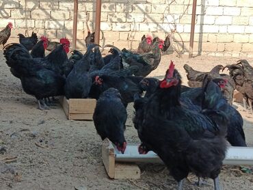 Toyuqlar: Toyuq, Australorp, Yumurtalıq — 5