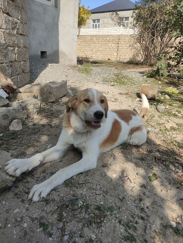 qaz balasi nece gune cixir: Алабай, 6 месяцев, Самец at lalafo.az qaz balasi nece gune cixir: Алабай, 6 месяцев, Самец