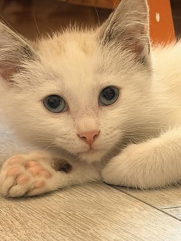 Мышыктар: Котёнок 2 месяца, мальчик, с голубыми глазами. Мы зовем его Сагындык 🤍 — 6