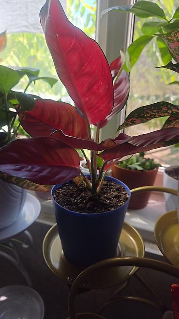 Антуриумы: Антуриум Андре (Anthurium andreanum) - Эффектный комнатный ароид с — 24