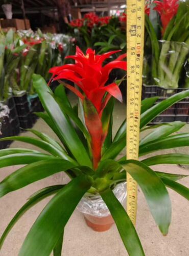 Другие товары для дома и сада: Продаются цветы — 5