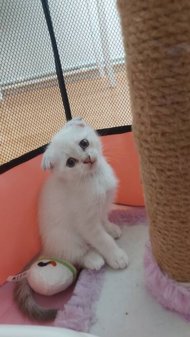 шотландский вислоухий рыжий котенок: Шотладская вислоухая, Самка, В добрые руки, Самовывоз