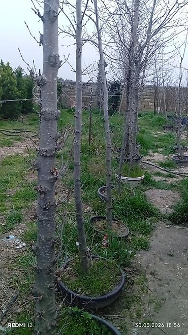 Torf: Məhsul: Münbit torf (kisələrdə) Təsvir: - Bitkilər üçün qida — 19