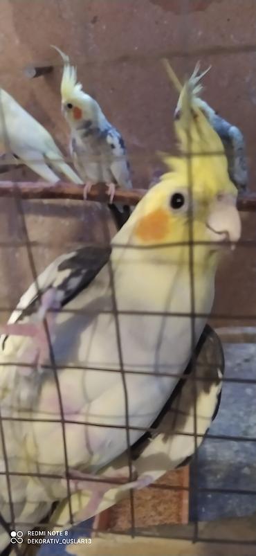 qarğa satışı: Salam Korellalar satilir.Quslar bulbul yemi elave olaraq — 5