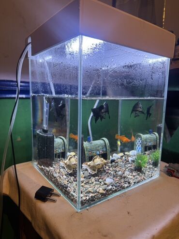 красный речка: Аквариумный комплект кубической формы - Стеклянный аквариум 30 л