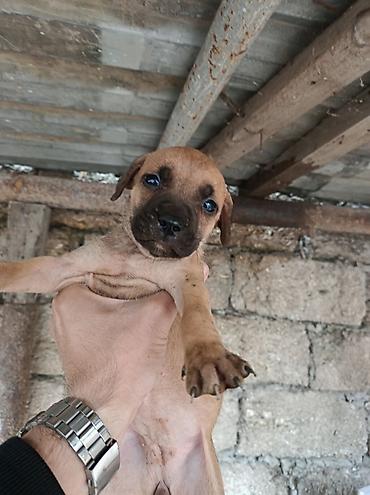 pitbull staff: Pitbul, 2 ay, Erkək, Ödənişli çatdırılma — 7