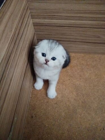 кошка шотландская вислоухая цена: Скотиш Фолд (Шотландская вислоухая), 1 месяц, Мальчик, Золотая шиншилла, Приучена к лотку