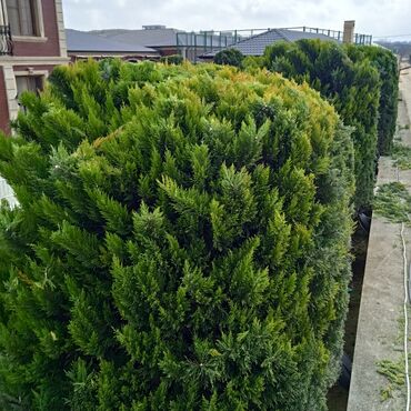 Bağbanlar: Bağ işləri ağac və kolların budanması,şəkilləndirməsi dərmanlara qazon -da lalafo.az — 5 Bağbanlar: Bağ işləri ağac və kolların budanması,şəkilləndirməsi dərmanlara qazon — 5