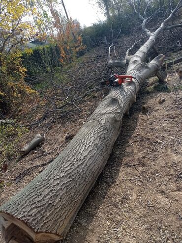 костюмерная винтаж дворец спорта ( костюмерная фея) бишкек: Жангак кыйылган 4 туп кулач жетпеген жооон сатылат чалыныздар