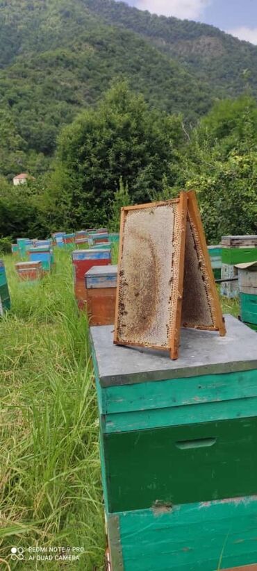 Bal: Bal Qax rayonundan gelr suzulmus 1kilo 30 manat.Ramka 1 kilosu 40