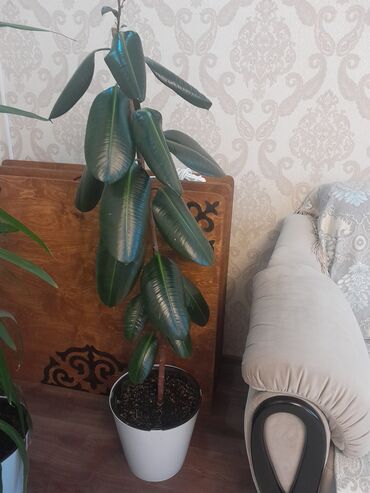 Фикусы: Коллекция комнатных растений в кашпо: - Фикус эластика — 1