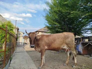 молочная корова: Продаю | Корова (самка) | Алатауская | Для разведения, Для молока | После отела