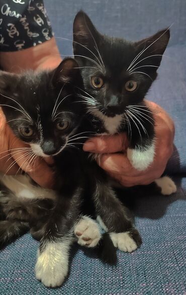шотланские коты: Отдам котят в хорошие руки. 2 котёнка, мальчик и девочка. Обращаться