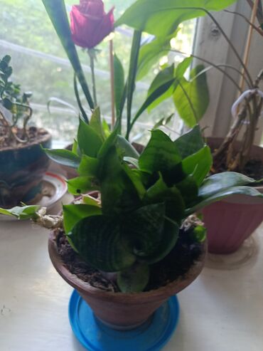 Другие комнатные растения: Элегантное домашнее растение с длинными побегами и глянцевыми зелеными — 3