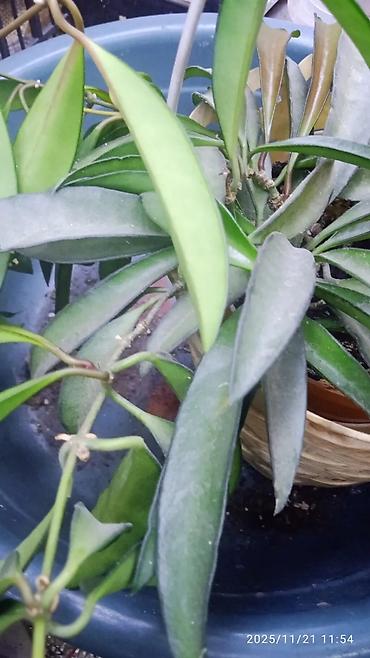 Хойи: Хойя вариегатная (Hoya carnosa variegata) — компактные укоренённые — 14