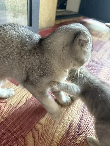 кошки свинкс: Шотландские кошки (Scottish Fold) серебристого окраса - Порода — 2
