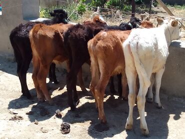 Dana, buzov: Dana, buzov, Erkək, Simental, ay: 4, 50 kq, Damazlıq, Ünvandan götürmə, Ödənişli çatdırılma