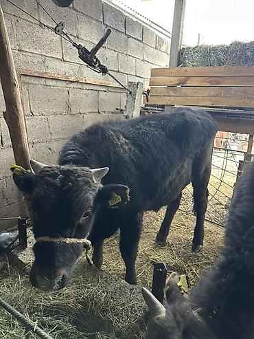 Коровы, быки: Продаю | Бык (самец) | На откорм | Привязанные — 8