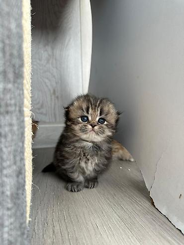 Pişiklər: Şotland — 8