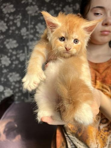 Продажа кошек: ✨ Эксклюзивные полидактильные мейн-куны ✨ Предлагаются к продаже — 10