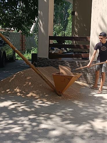 ковры бишкеке: Продам семенной пшеницу сорт Стекловидный 24 элита,цена 49 сом — 1
