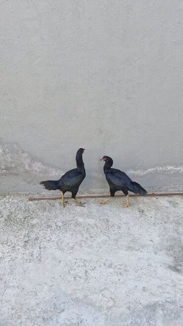 Toyuqlar: Toyuq, Damazlıq — 12