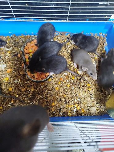 Крысы: Продам маленьких крысят Дамбо декоративные рексы ручные домашние. Есть — 7