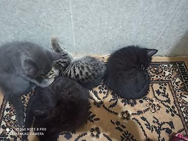 котики в оше: Отдам даром котят в хорошие руки — 4
