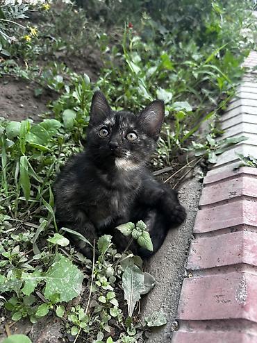 коты бишкек: Отдам котенка в хорошие руки. Китайка трех цветный 😍. Очень игривый — 1