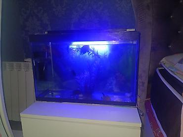 100 l akvarium: Salam. Akvarium satılır. 0.60x0.40x0.25. Balıqlar, şüşə təmizləyən — 5