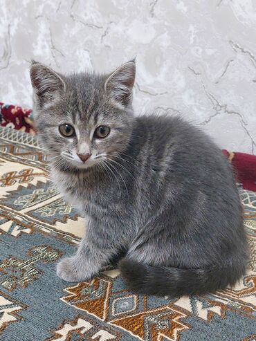 Продажа кошек: Котёнок