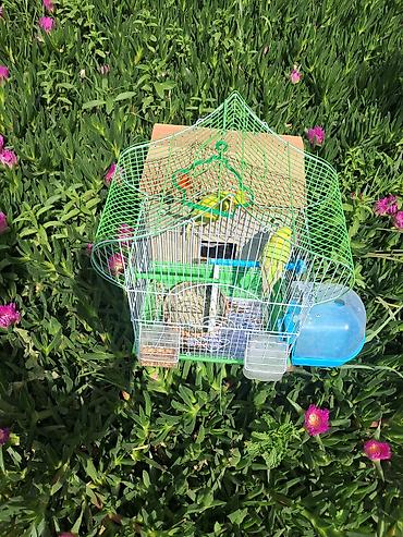 akvarium ve baliqlar: Dalğalı tutuquşu cütü və aksesuarlarla qəfəs dəsti Məhsul tərkibi: - — 4
