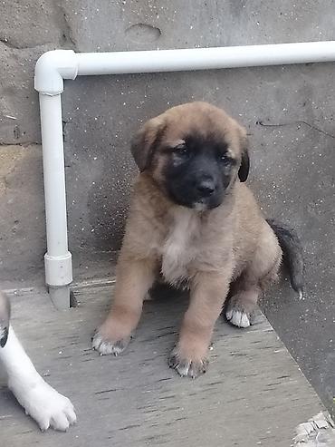 cütlük: 1 ay, Erkək, Pulsuz çatdırılma — 4