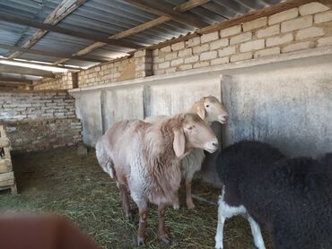 купить козу в бишкеке: Продаю | Баран (самец) | Арашан | На забой, Для разведения | Племенные, Осеменитель