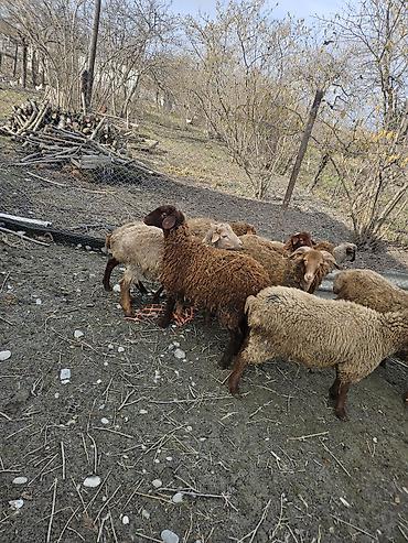 ucuz heyvanlar: Salamlar ALLAH qurbanlarnızî qebul etsin qurbanlıq ve damazlîq quzular — 5