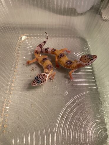 heyvanlar cütləşməsi: Leopard Gecko 

Tək 200 manat 
Çut 400 manat 
WhatsApp aktivdi