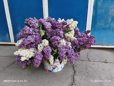 Букеты из живых цветов: Продаю цветы для букетов: Сирени в наличии нет. Сезон закончен — 29