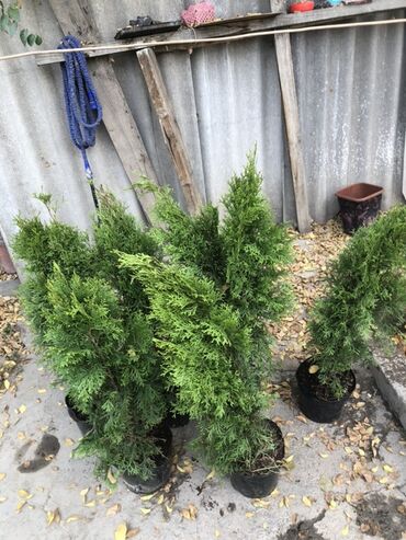 купить черемуху: Көчөттөр дарактардын: Туялар