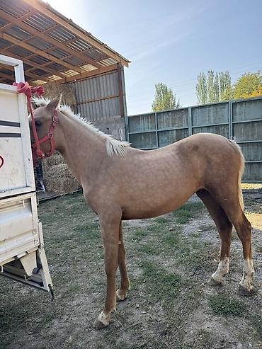 Продам с/х животных: Продаю | Жеребенок | Конный спорт — 3