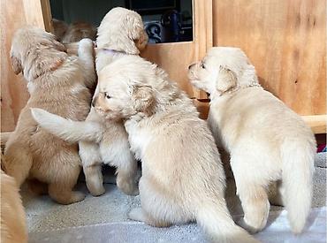 İtlər: Labrador-retriver, 1 ay, Erkek — 22