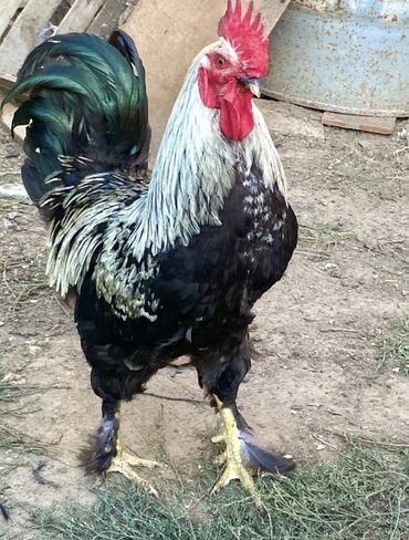 Cücələr: Xoruz, Brama, il: 1