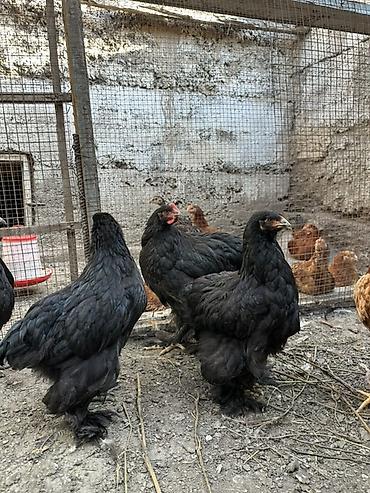 коой: Продаю | Куры | Кохинхин | Для разведения — 2